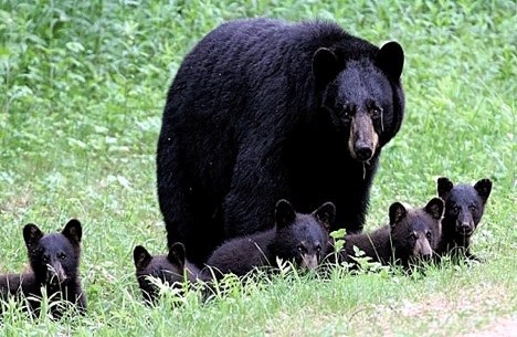 Black Bears Near Canmore, Alberta